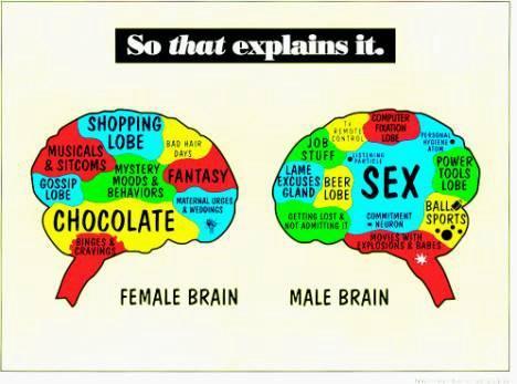 Female Brain vs Male Brain - Humor Comic