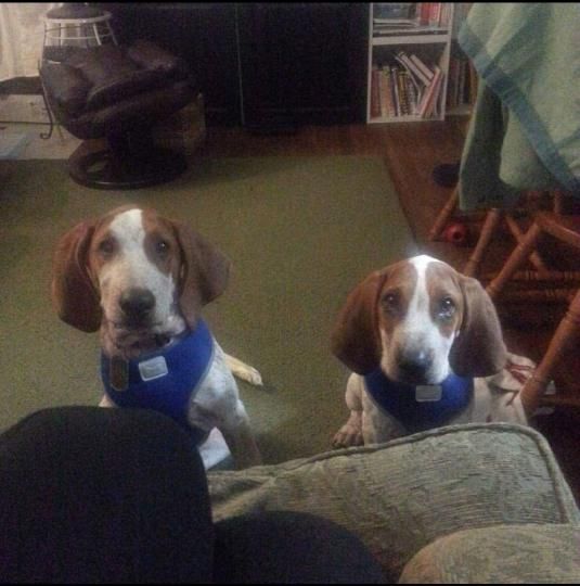 Loved when they were puppies