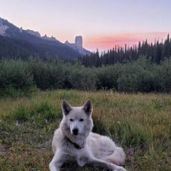 Mama wolf chilling in the mountains after a great day of exploring:)